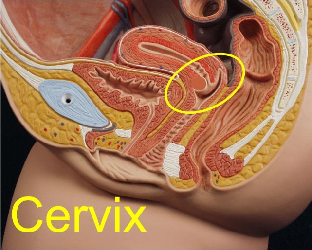Location of the cervix on cross-section