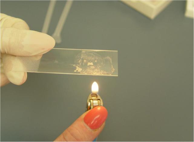Warming a microscope slide to speed dissolution
