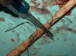 Cut the umbilical cord
