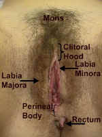 Anatomy of the vulva