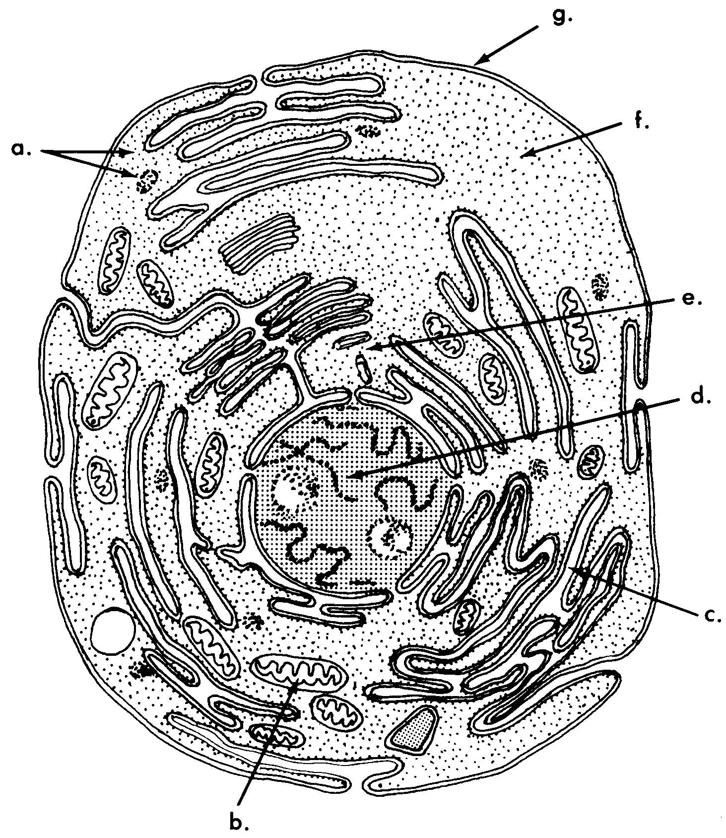 Animal Cell Images Black And White Library Of Yeast Cell Clip Black