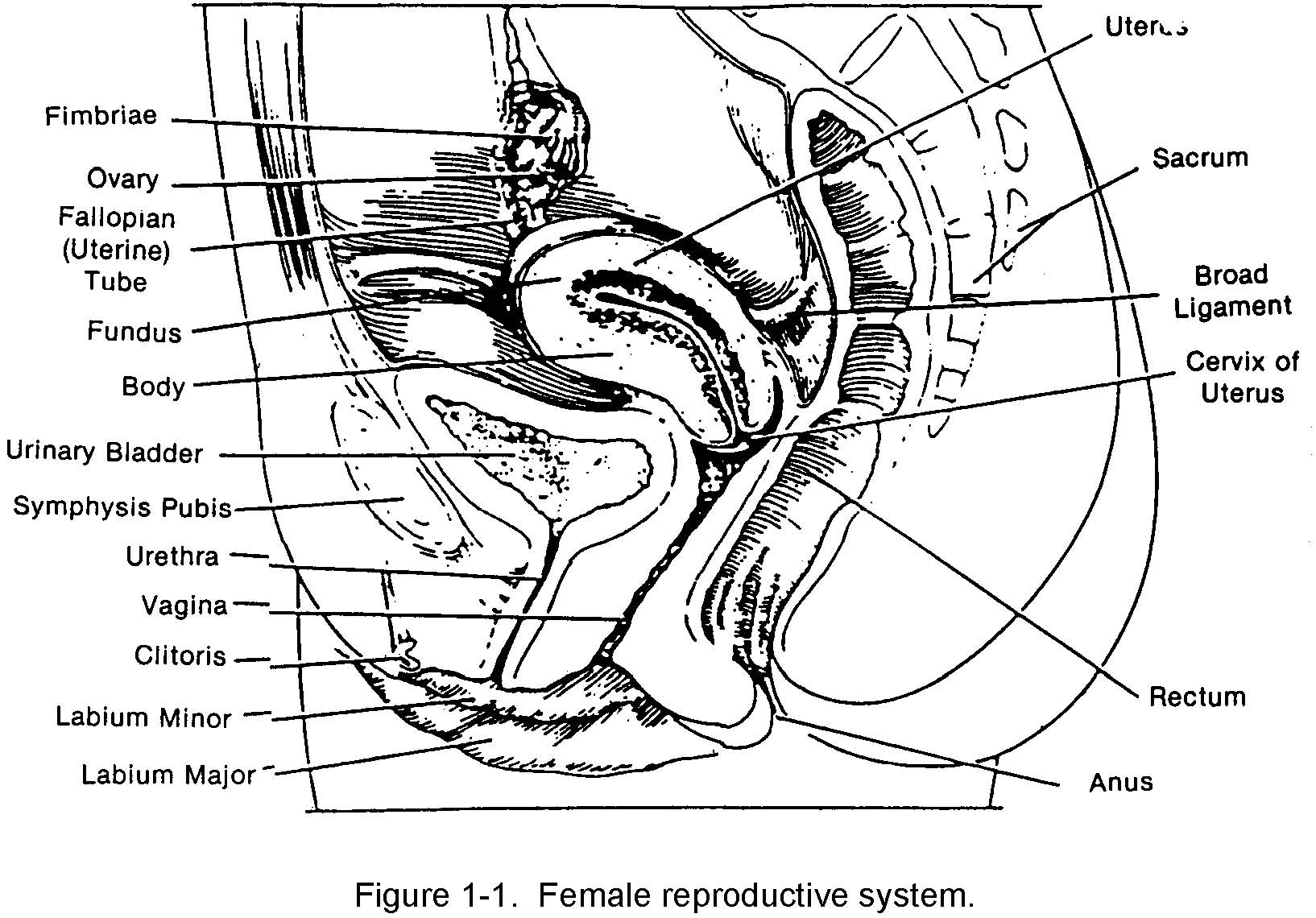 Diagram Perineum Female Reproductive Diagram Mydiagramonline 