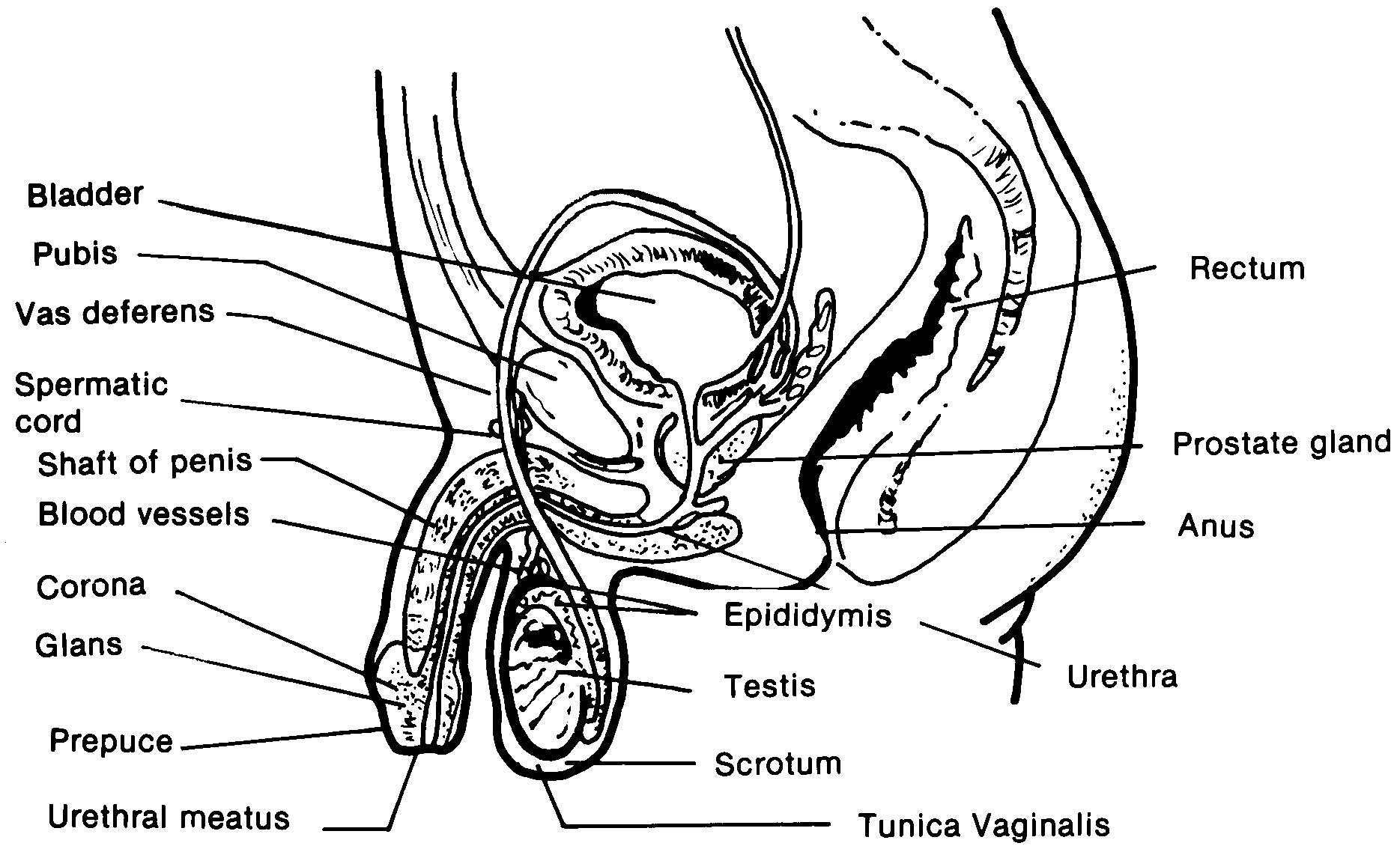 Male Reproductive System Figure 1 | All in one Photos