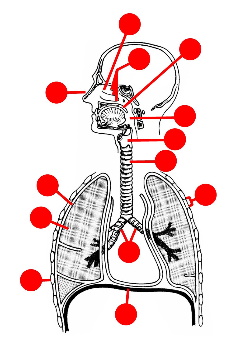 Images 07. Respiratory System and Breathing | Basic Human Anatomy
