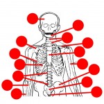Images 04. Skeletal System | Basic Human Anatomy