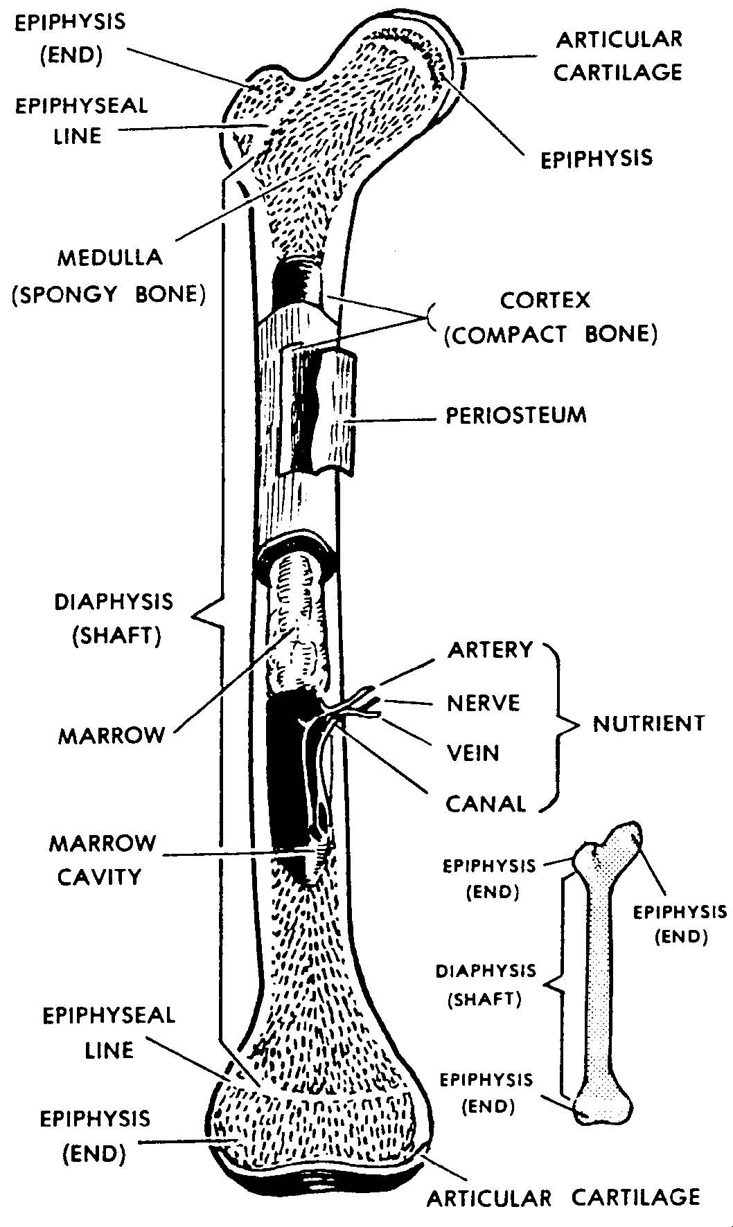 Long Bone Labeled Epiphysis : Solved: Correctly Label The Following