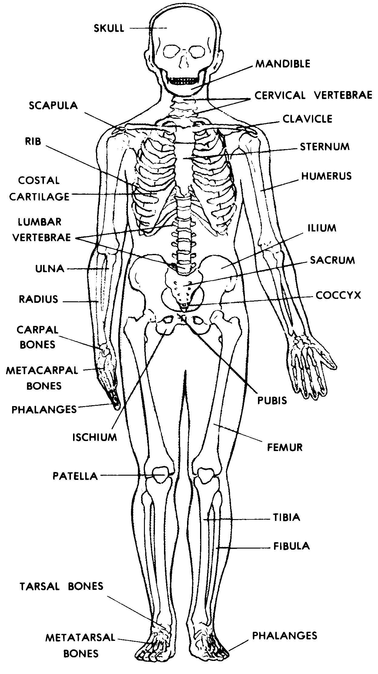 Human Bone Anatomy Chart Human Skeleton Anatomy Front View Stock My