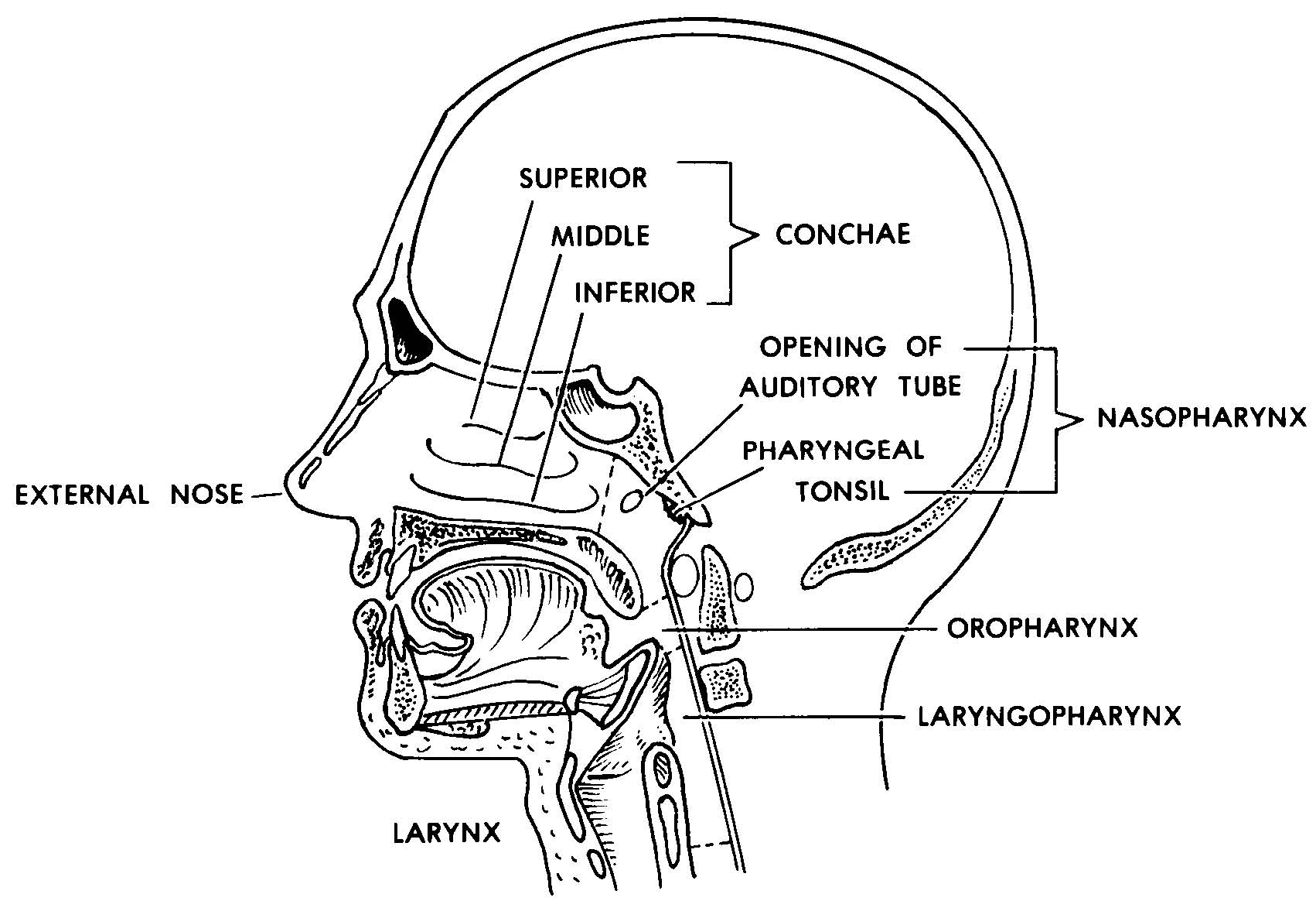 Images 07. Respiratory System and Breathing | Basic Human Anatomy