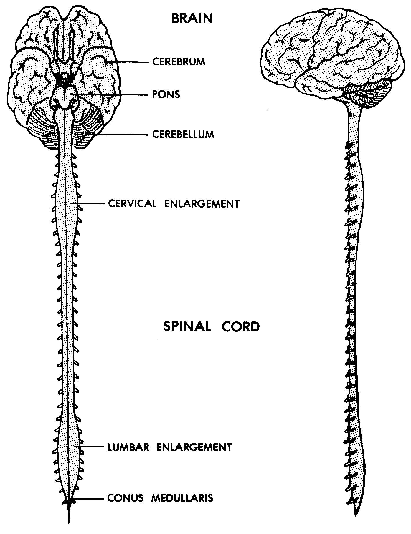 Central Nervous System Diagram Drawing / Learn how to draw central