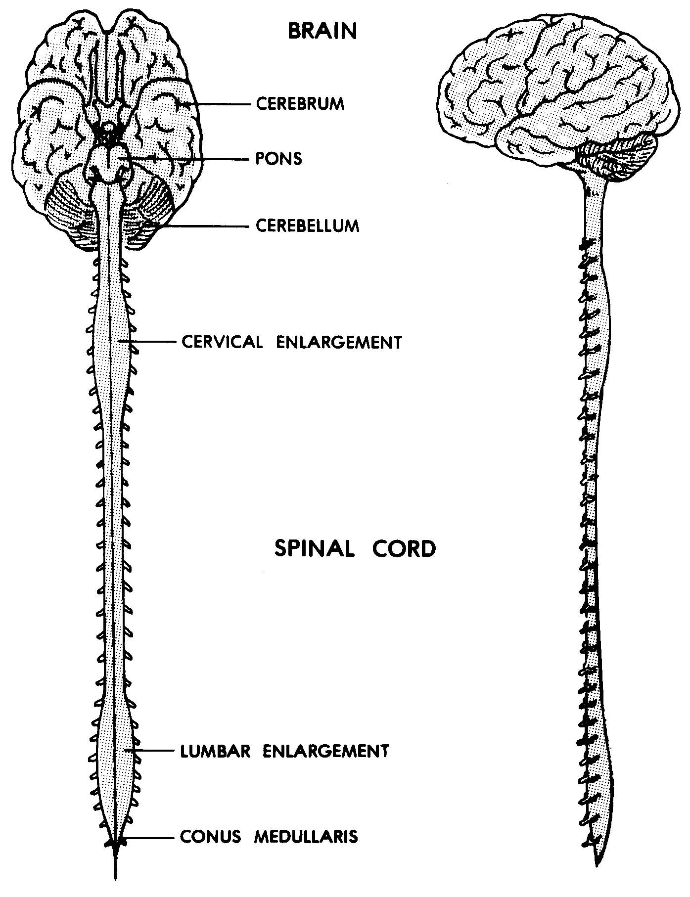 Images 11 Nervous System Basic Human Anatomy