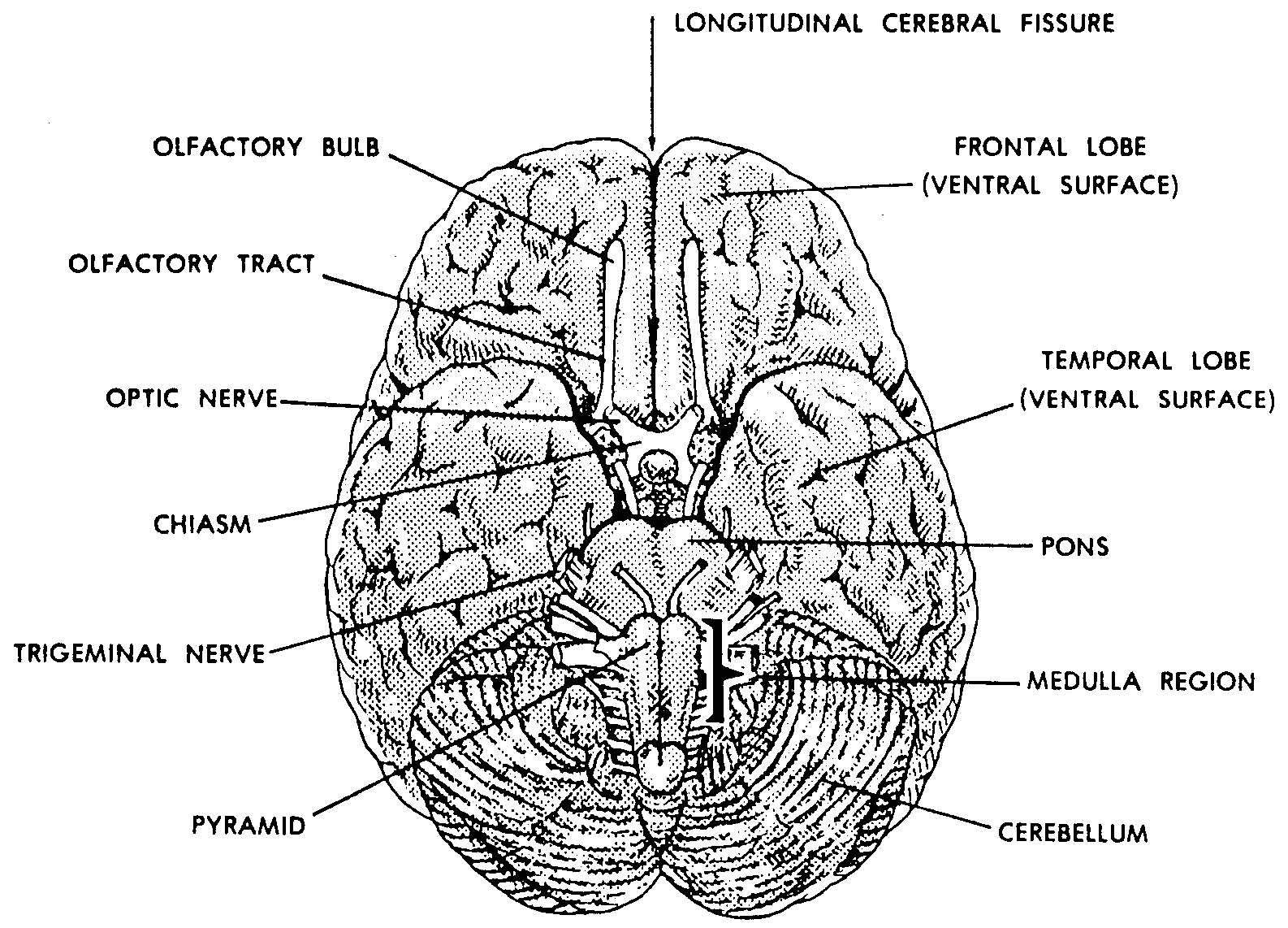 Images 11. Nervous System | Basic Human Anatomy