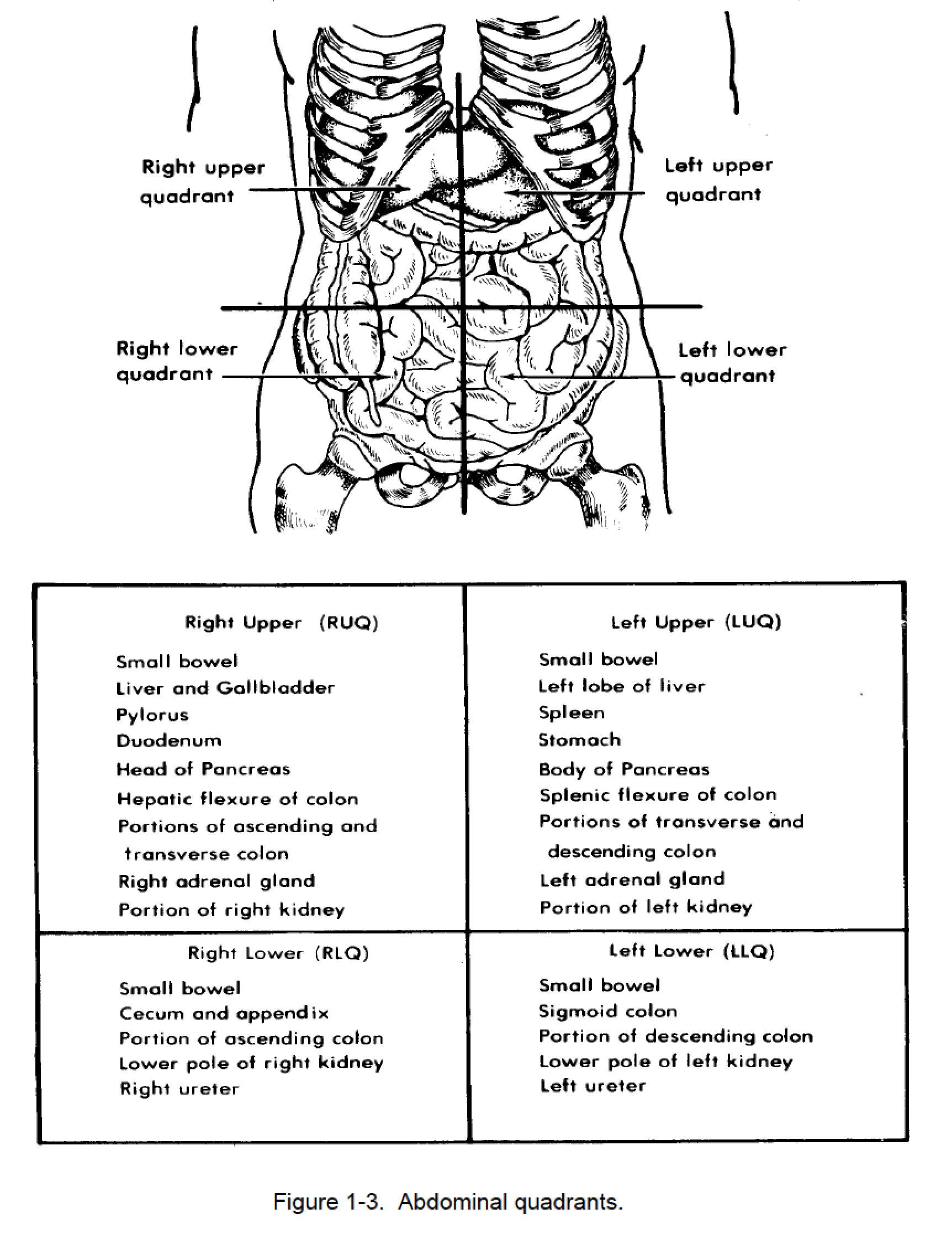 Figure 1 3 Abdominal quadrants