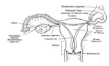 1.03 Internal Female Organs | Obstetric and Newborn Care I