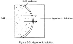Figure 2-5. Hypertonic solution