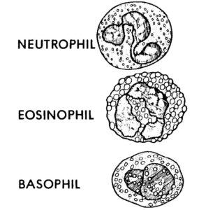 Figure 1-2. Leukocytes-granular.