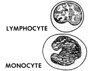 Figure 1-3. Leukocytes-nongranular.