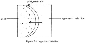 Figure 2-4. Hypotonic solution