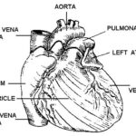 Figure 1-1. The human heart (front view).