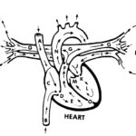Figure 1-2. Blood flow to and from the heart (not drawn to scale, front view).