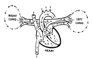 Figure 1-2. Blood flow to and from the heart (not drawn to scale, front view).