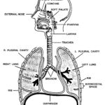 Figure 1-3. The respiratory system.