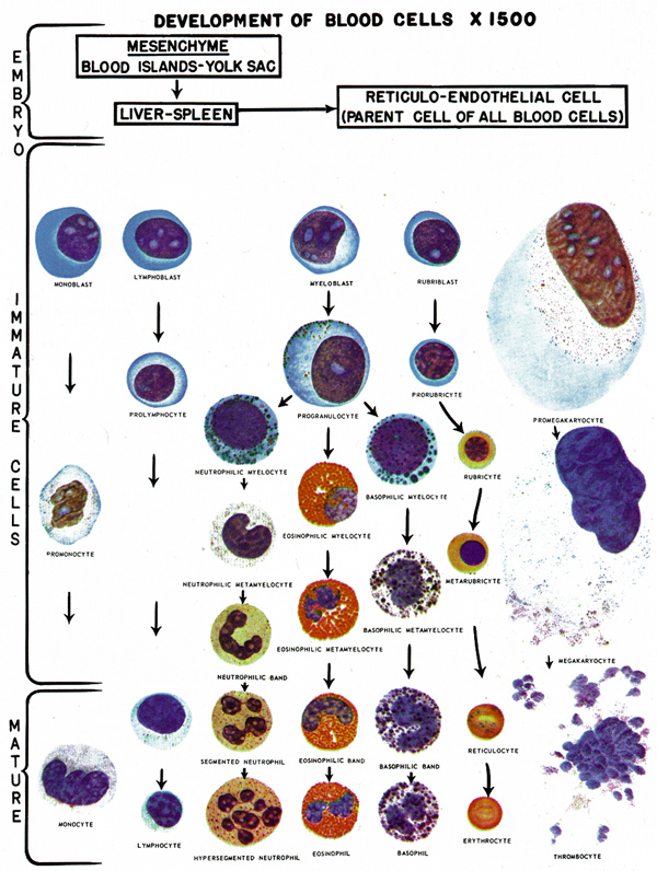 white-blood-cell-differential-count