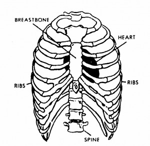Figure 3-1. Rib cage (showing location of heart).