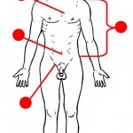Areas of the Body - Study Guide