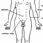 Areas of the Body