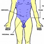 Anatomic Landmarks