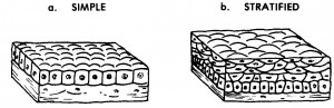 Figure 2-2. Types of epithelial tissues.