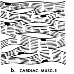 Figure 2-3. Types of muscle tissue.