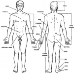 Figure 1-1. Regions of the human body.