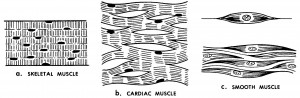 Figure 2-3. Types of muscle tissue.