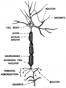 Figure 2-4. A neuron.