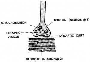 Figure 2-5. A synapse.