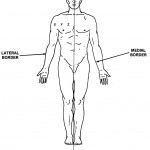 Figure 1-2. Anatomical position and medial-lateral relationships.