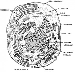 Figure 1-4. A "typical" animal cell (as seen in an electron microscope).