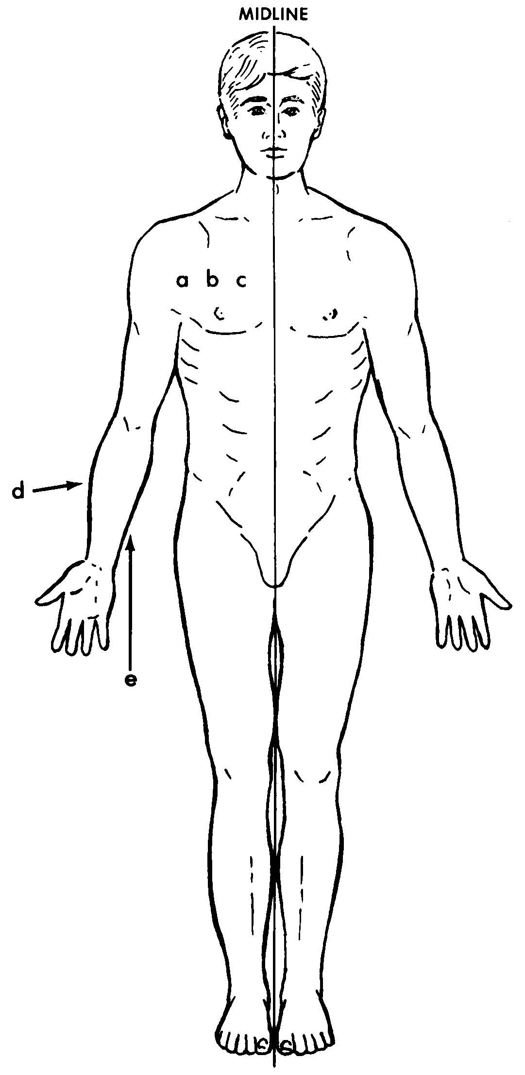 Anatomical position - laderdiamond