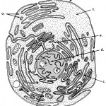 Animal Cell - Unlabeled
