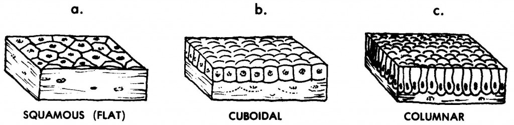 02. Tissues of the Body - Basic Human Anatomy