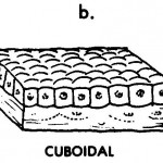 Figure 2-1. Epithelial cells