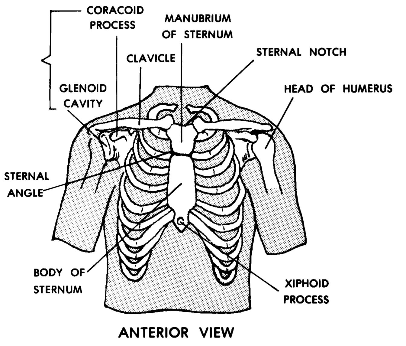 Anatomy Of Chest Thorax Anatomy Wall Cavity Organs Neurovasculature Images