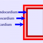 Heart Endocardium