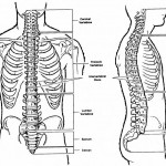 Figure 5-2. Front and side view of the vertebral column.