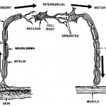 Figure 1-4. The pathway of an impulse over the reflex arc.