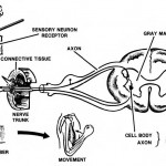 Figure 1-5. The transmission of a nerve impulse.