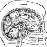 Figure 1-6. Principal parts of the brain.