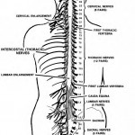 Figure 1-7. Spinal cord and spinal nerves.