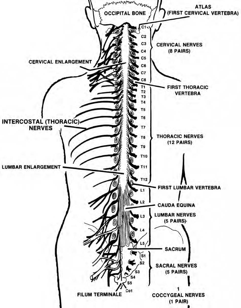 Spinal Nerves Spinal Nerves Anatomy Nerve Anatomy Spinal Cord Anatomy